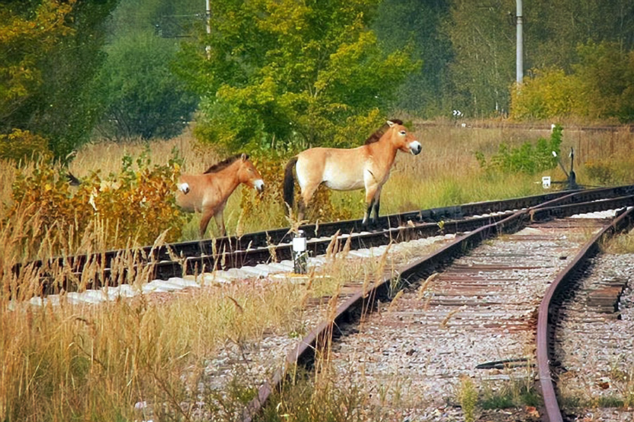 The railroad line near the Chornobyl Nuclear Power Plant